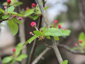 海棠果的功效和作用