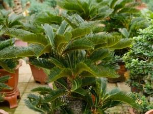 铁树的花语和寓意，有什么传说故事