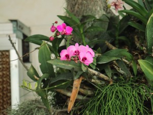 蝴蝶兰叶子开裂是什么原因，叶子褶皱变软