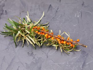 沙棘是沙枣树吗，沙棘与沙枣的区别