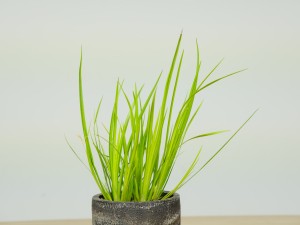 菖蒲功效与作用