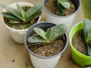 子宝的繁殖方式有哪些