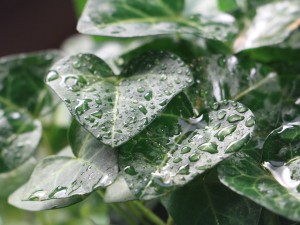 常春藤怎么扦插