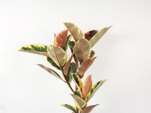 橡皮树的摆放位置