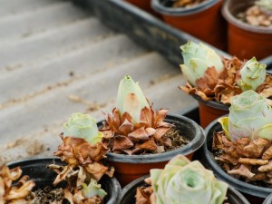 山地玫瑰的播种