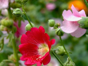 蜀葵图片