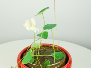 种植期碗莲腐烂怎么办