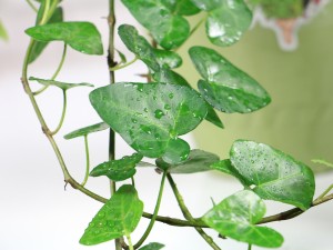 常春藤怎么浇水