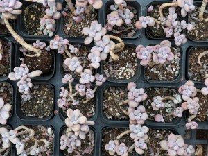 桃之卵叶片发皱长不肥怎么办