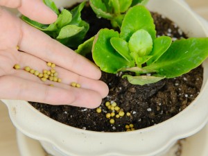 长寿花刚入秋就黑腐？再这么浇水必死无疑！