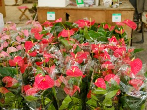 红掌怎么水栽，水培红掌水里放什么好？