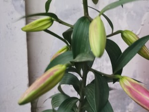 家里养百合不吉利吗