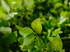 女贞子泡水喝的功效和禁忌