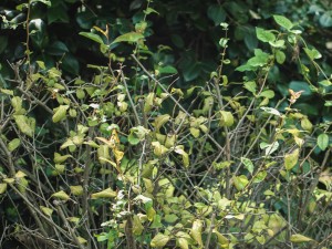 贴梗海棠掉叶子怎么办