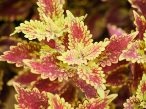 彩叶草叶子发黄怎么办