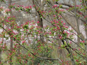 海棠花叶子干枯怎么办