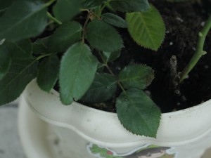 月季叶子发蔫怎么办