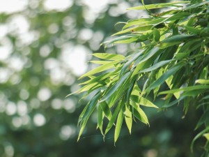 竹子的人生寓意，象征什么精神品质