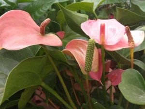 水培红掌叶子发黄怎么办