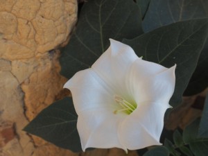 曼陀罗的花语和寓意，有什么传说故事