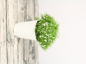 满天星的功效与作用