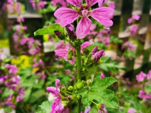 锦葵的功效和作用