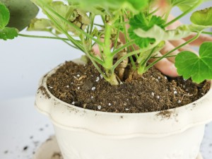 天竺葵叶子发黄是怎么回事