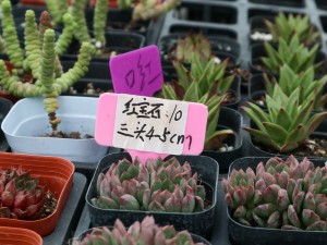 多肉红宝石徒长怎么办