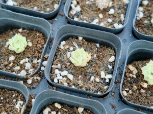 多肉叶子干瘪有皱发软怎么办