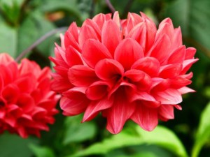 大丽花的风水作用