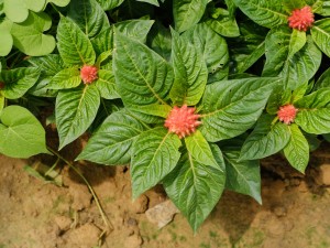 鸡冠花的虫害及防治方法
