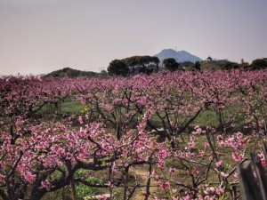 桃花盆景养护的三大要点