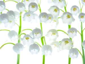 铃兰花是什么植物，有毒性吗