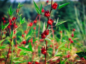 洛神花茶和什么搭配好，洛神花茶图片