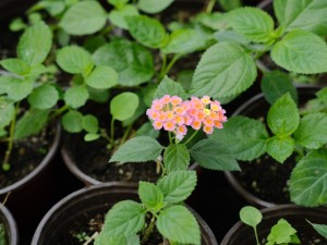 五色梅、江西腊、三角梅什么时候开花