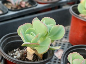 唐印叶子软怎么回事