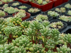 虹之玉怎么水培