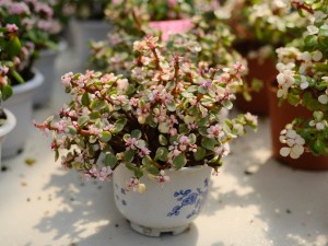 多肉雅乐之舞不长新叶，是因为缺了“它”