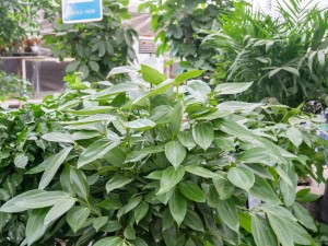 平安树掉叶子怎么办