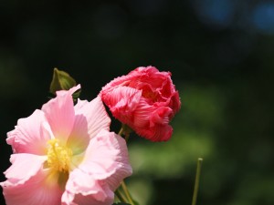 木芙蓉花的花语和传说