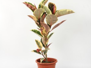 橡皮树可以放在客厅吗