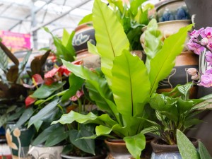 鸟巢蕨的花语和传说