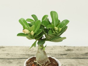 沙漠玫瑰肚子软怎么办