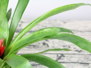 鸿运当头能放在卧室吗