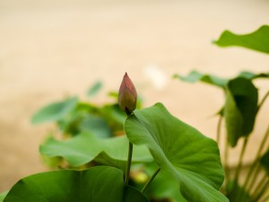 莲花的叶子什么时候枯萎