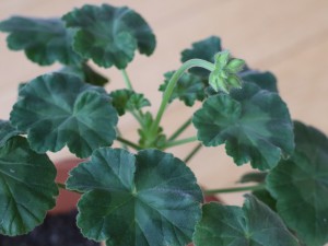 天竺葵徒长了怎么办