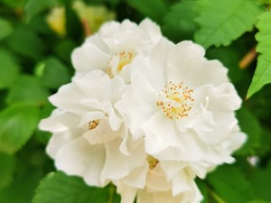 蔷薇花虫害及防治方法