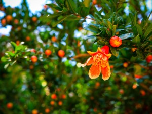 石榴花的食用和药用价值