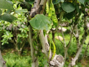 紫荆的常见品种