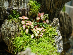 网纹草叶子变干怎么办